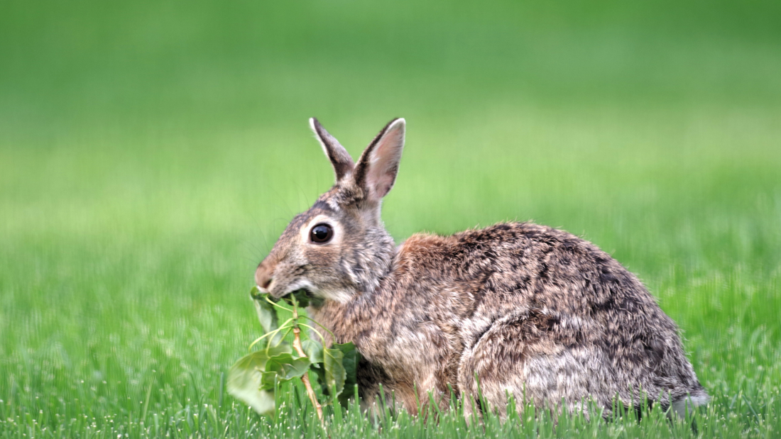 Rabbit-Resistant Plants