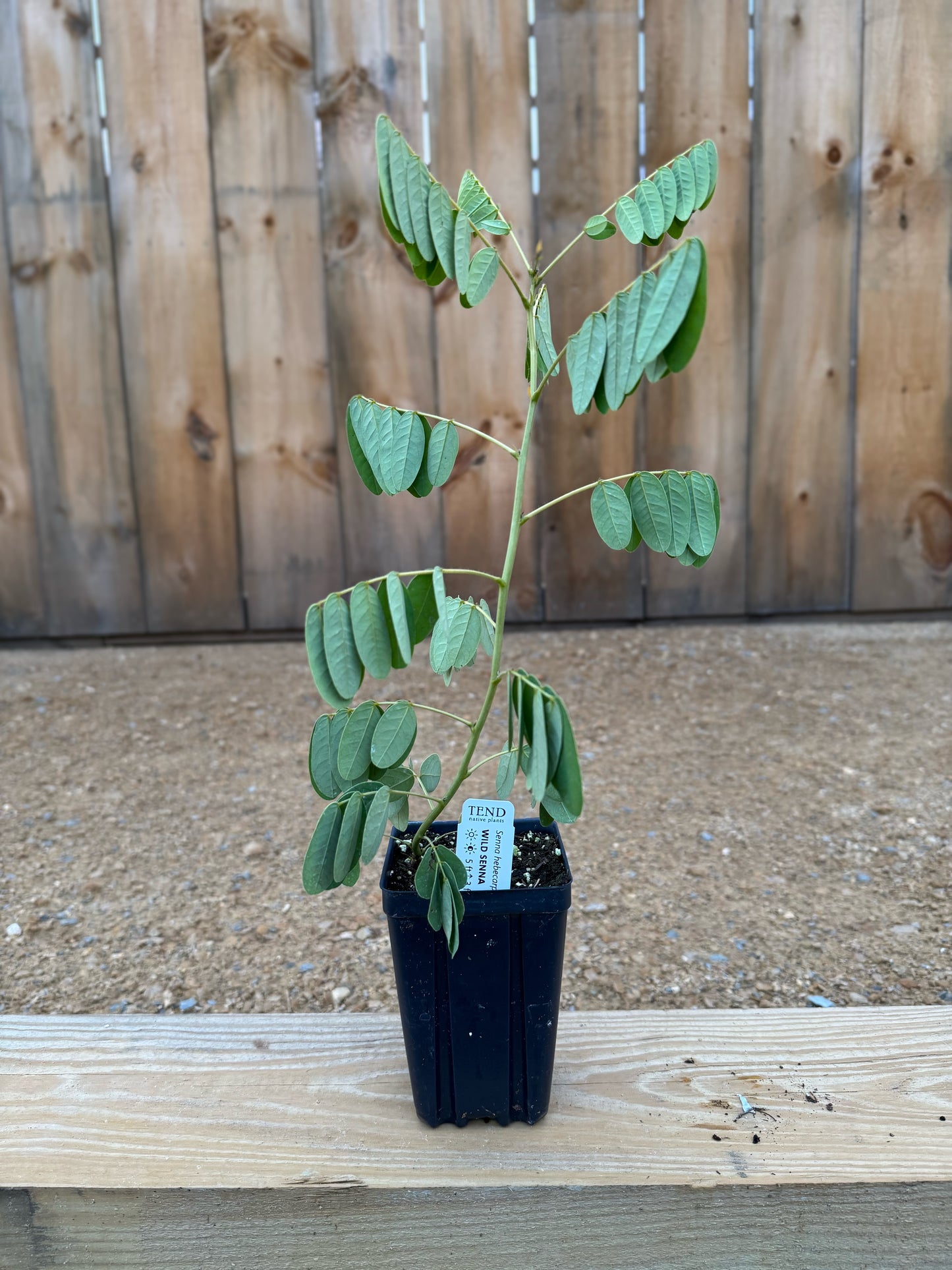 Senna hebecarpa (wild senna)