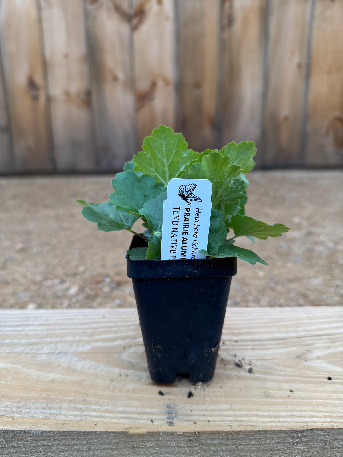 Heuchera richardsonii (prairie alumroot)