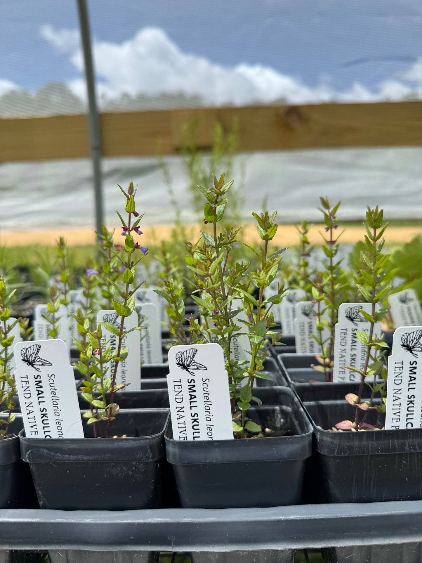 Scutellaria leonardii (small skullcap)