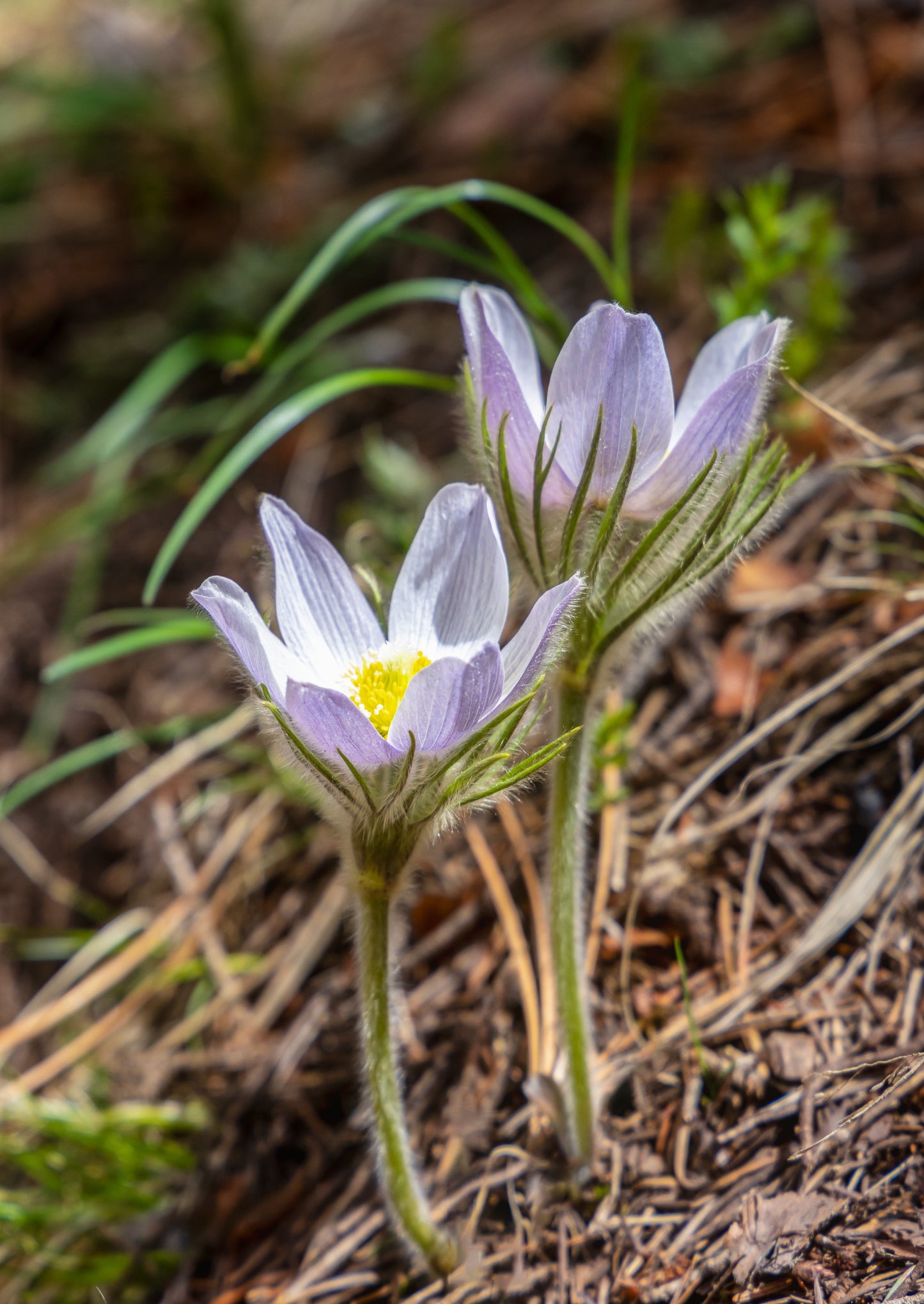 Anemone patens var. wolfgangiana (pasque flower)
