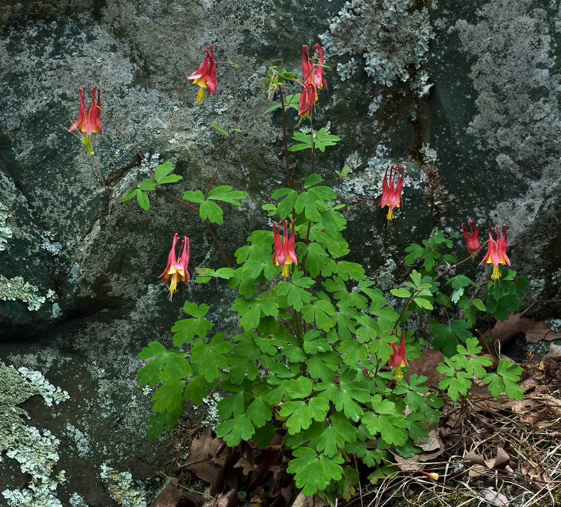 Aquilegia canadensis (wild columbine)