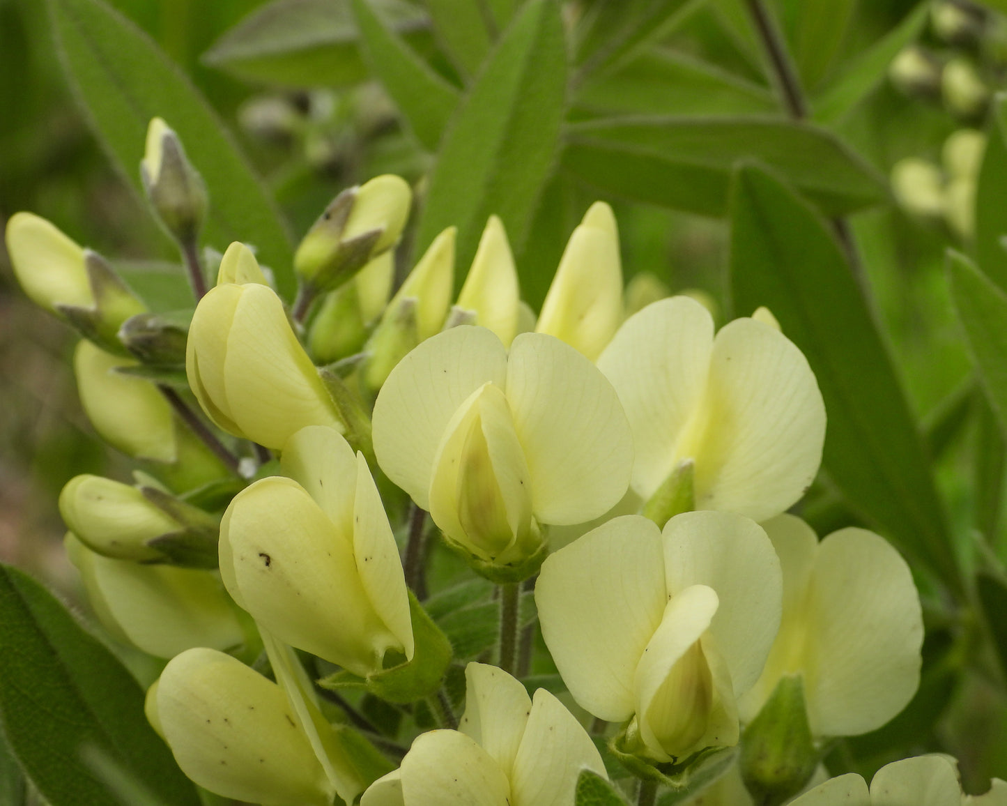 Baptisia bracteata (cream wild indigo)