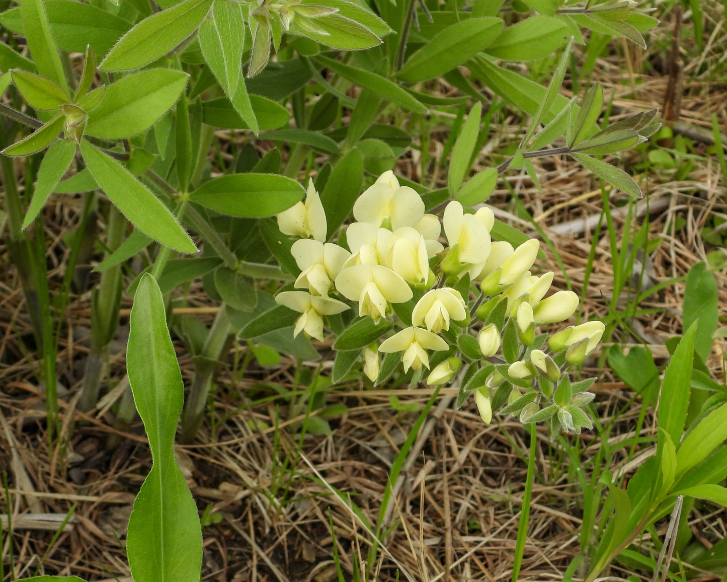 Baptisia bracteata (cream wild indigo)