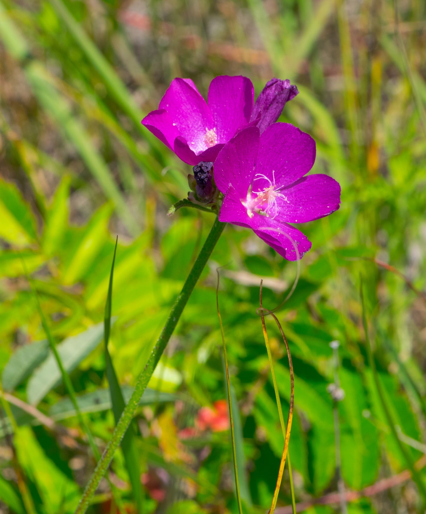 Callirhoe triangulata (wine cups)