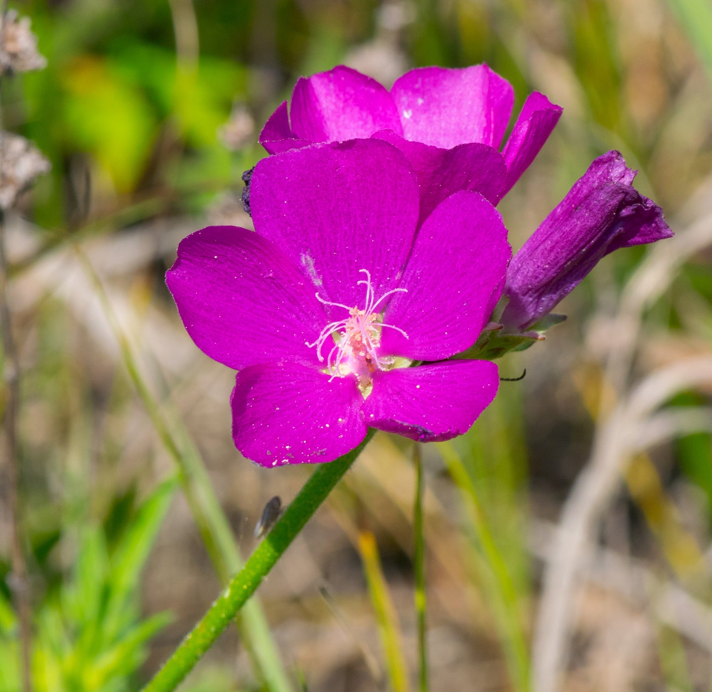 Callirhoe triangulata (wine cups)