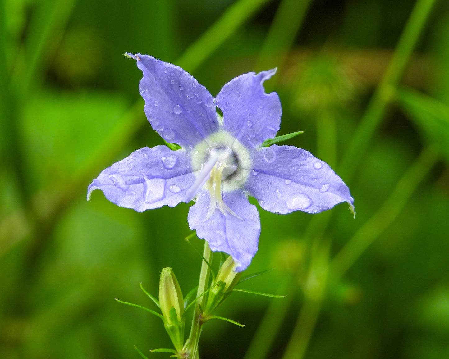 Campanula americana (tall bellflower)