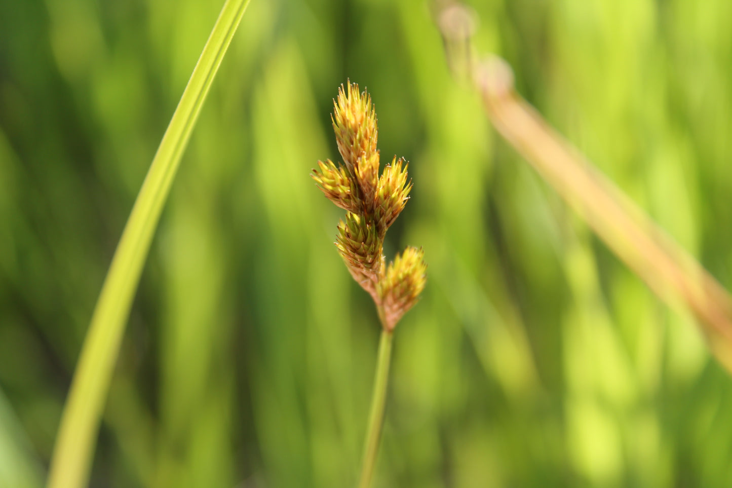 Carex bebbii (Bebb's oval sedge)