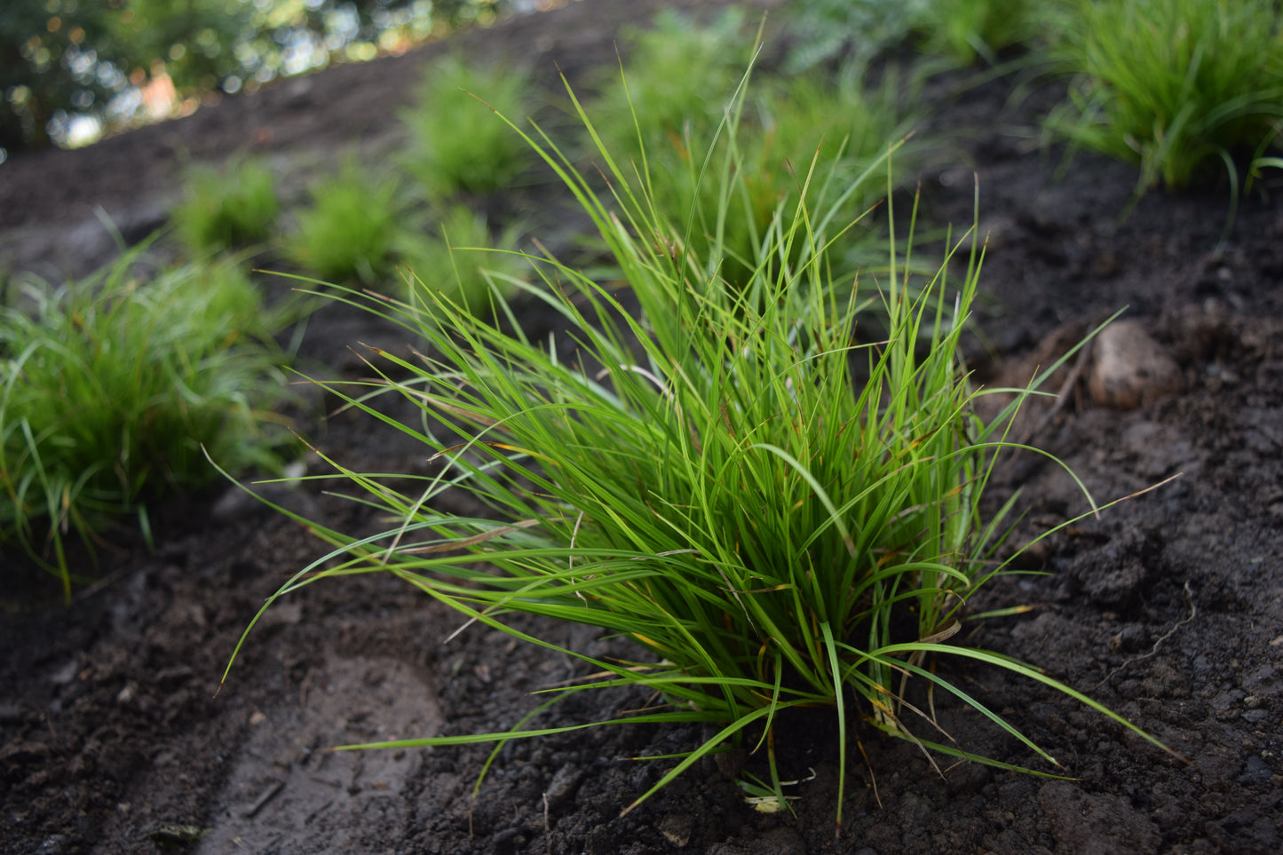 Carex pensylvanica (Pennsylvania sedge)
