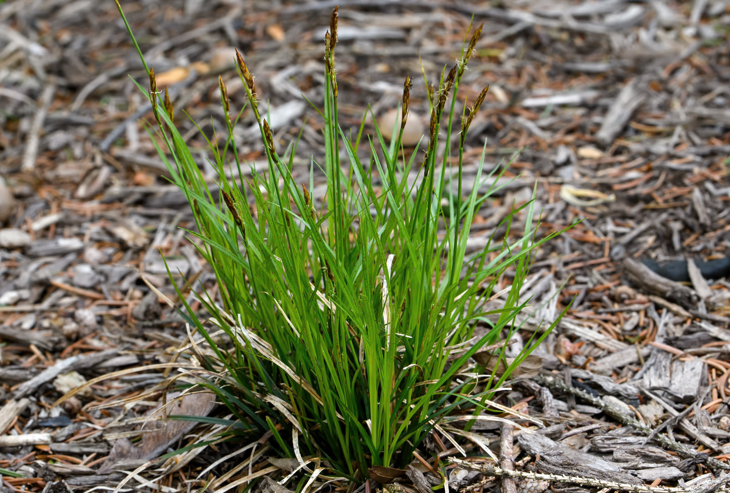 Carex pensylvanica (Pennsylvania sedge)