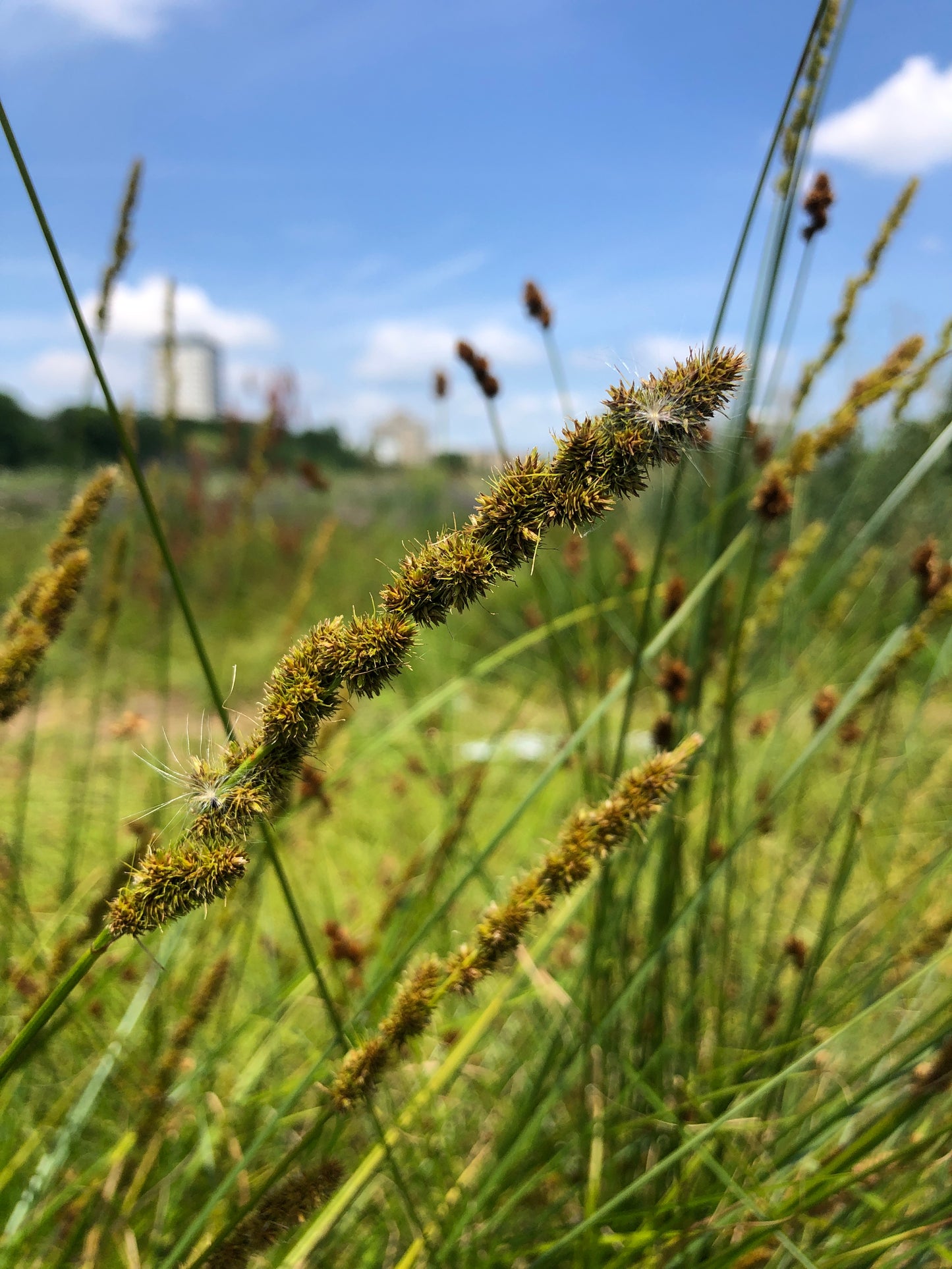 Carex vulpinoidea (fox sedge)