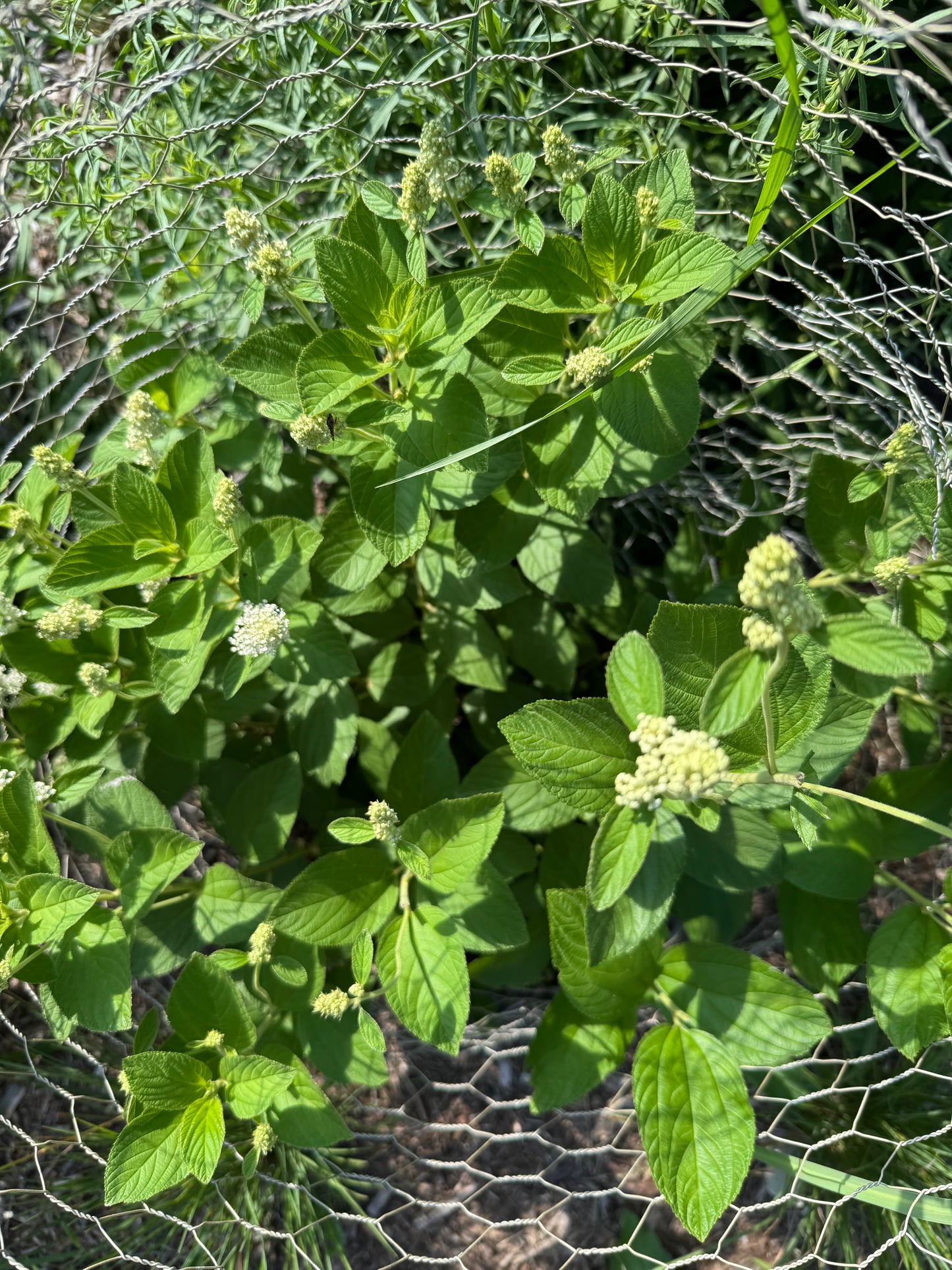 Ceanothus americanus (New Jersey tea)