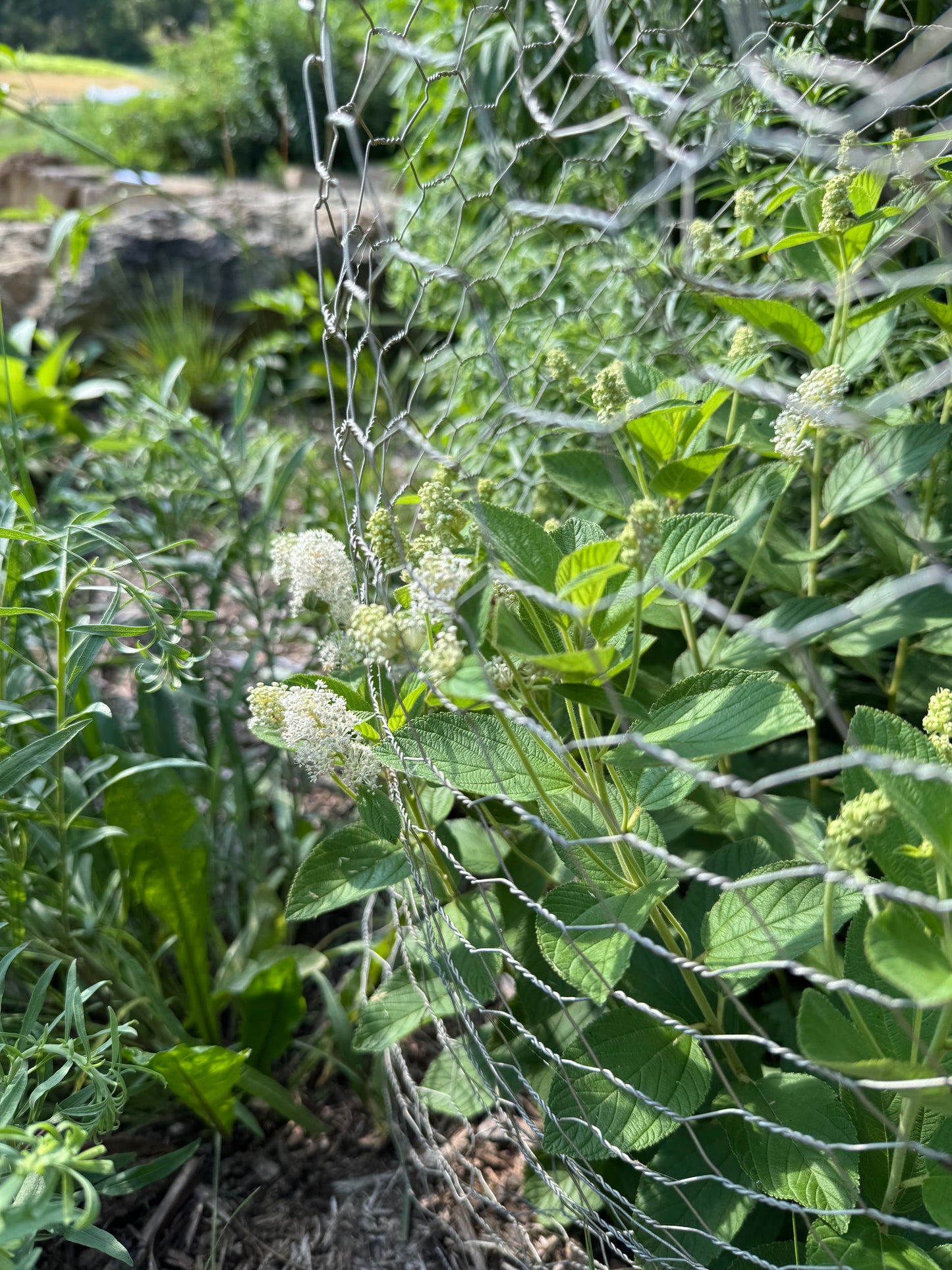 Ceanothus americanus (New Jersey tea)