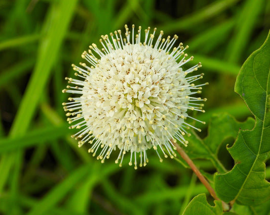 Cephalanthus occidentalis (buttonbush)