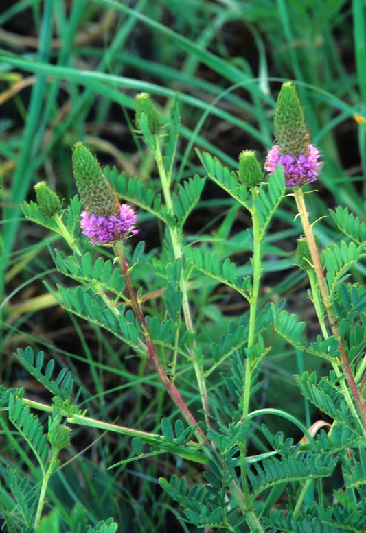 Dalea foliosa (leafy prairie clover)