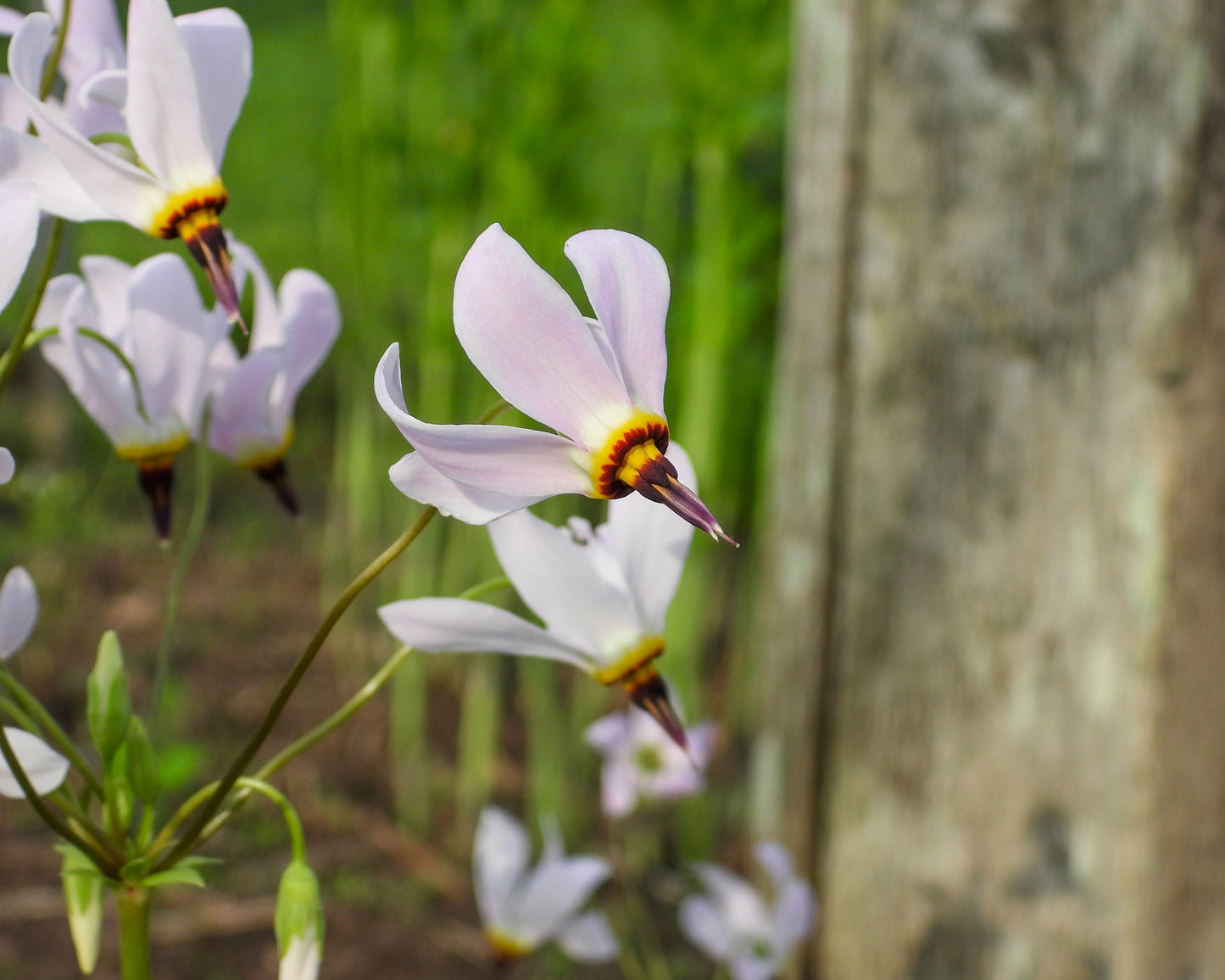 Dodecatheon meadia (shooting star)