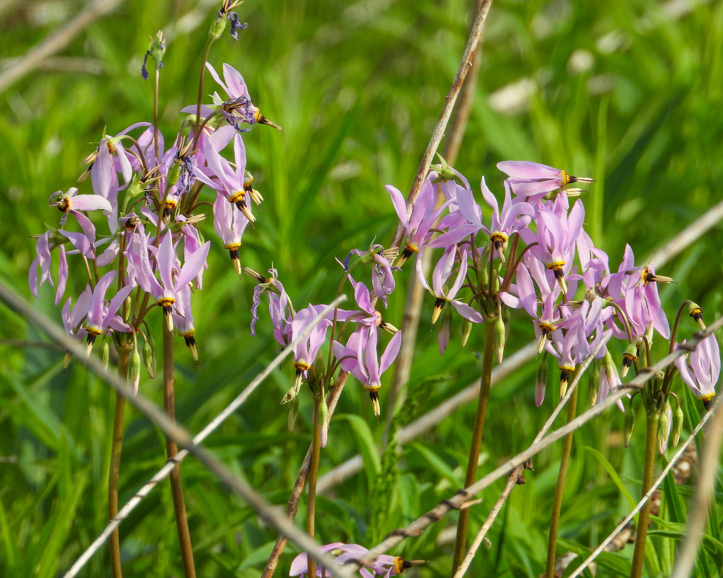 Dodecatheon meadia (shooting star)