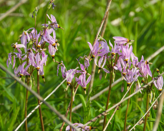 Dodecatheon meadia (shooting star)