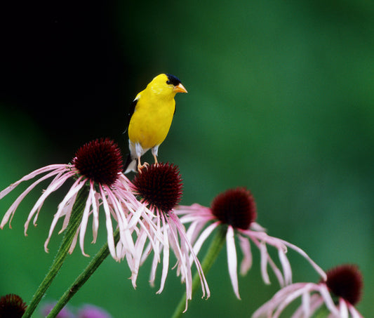 Echinacea pallida (pale purple coneflower)