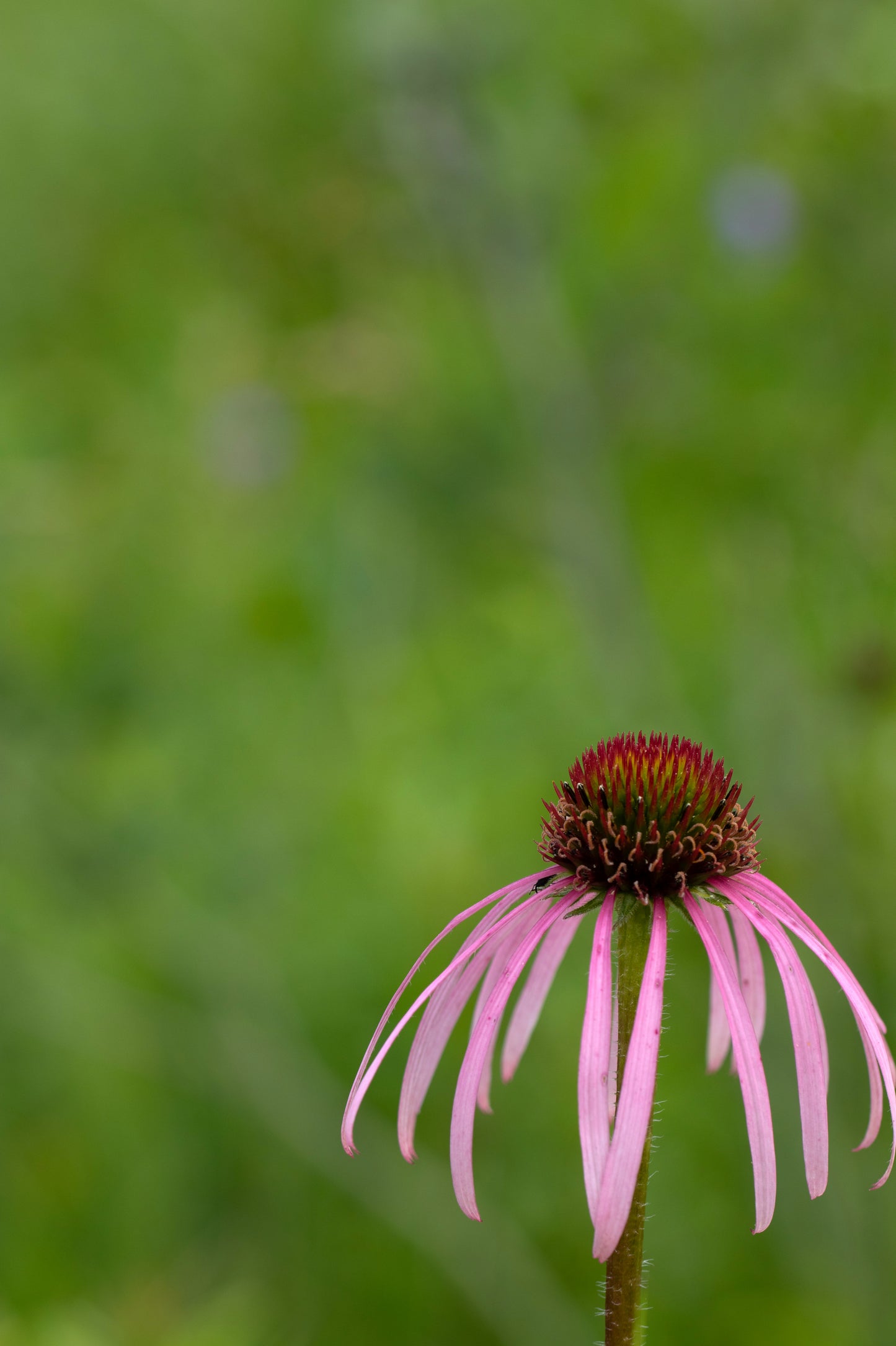 Echinacea pallida (pale purple coneflower)