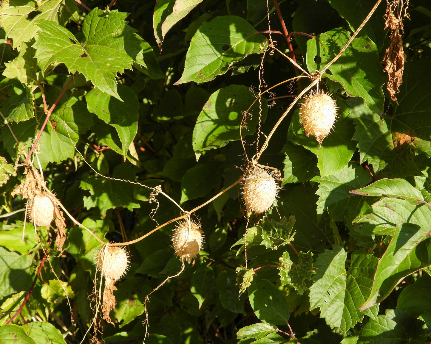 Echinocystis lobata (wild cucumber)