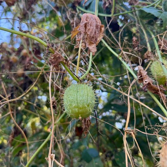 Echinocystis lobata (wild cucumber)