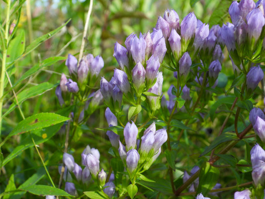Gentianella quinquefolia (stiff gentian)