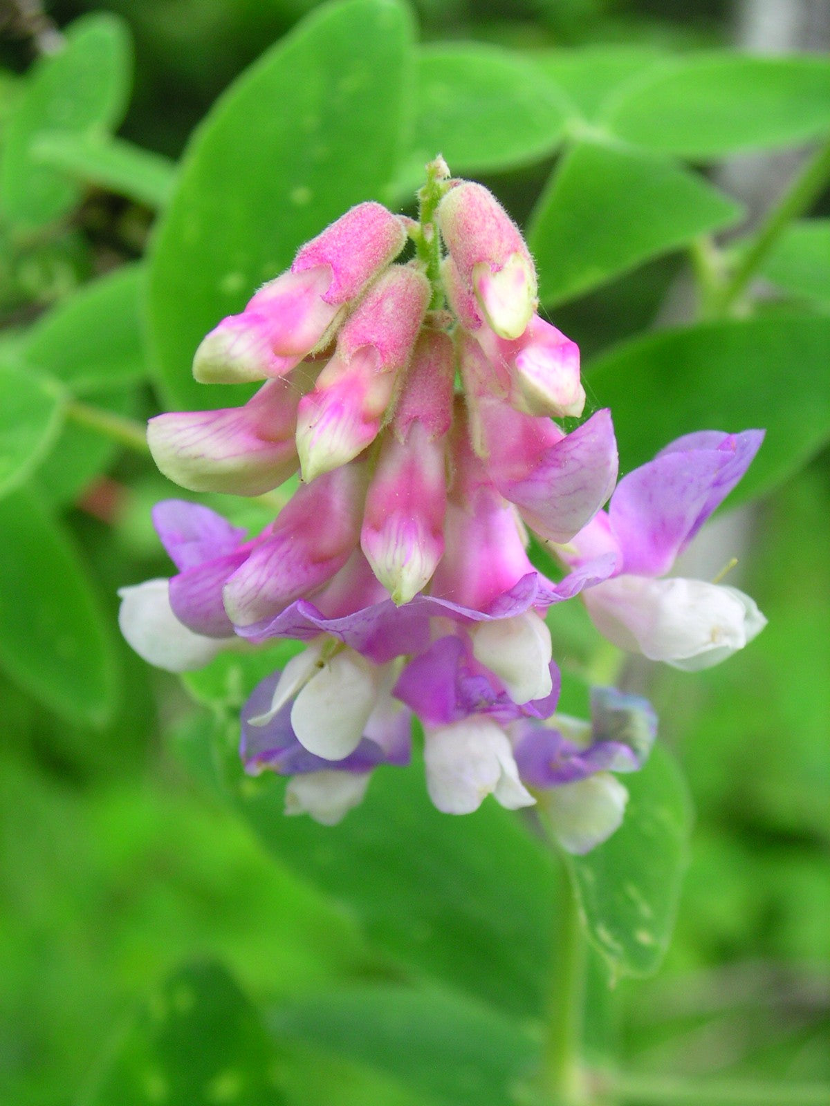 Lathyrus venosus (veiny pea)