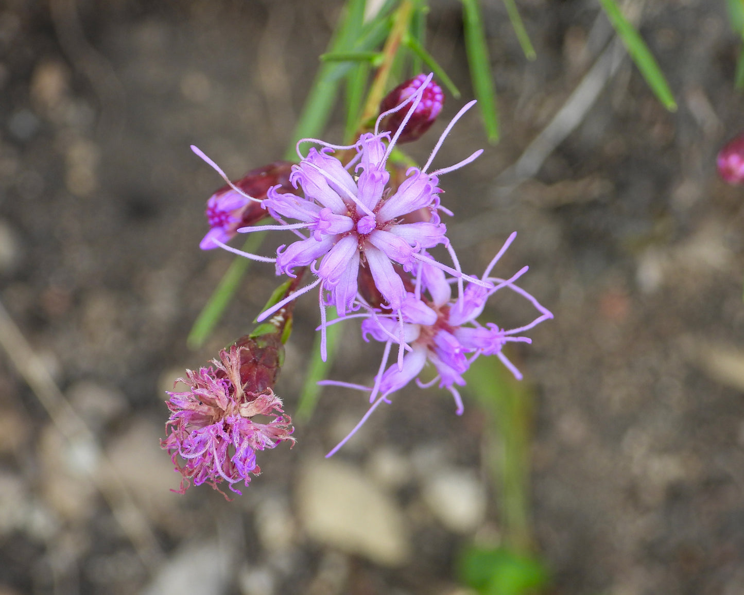 Liatris cylindracea (dwarf blazing star)