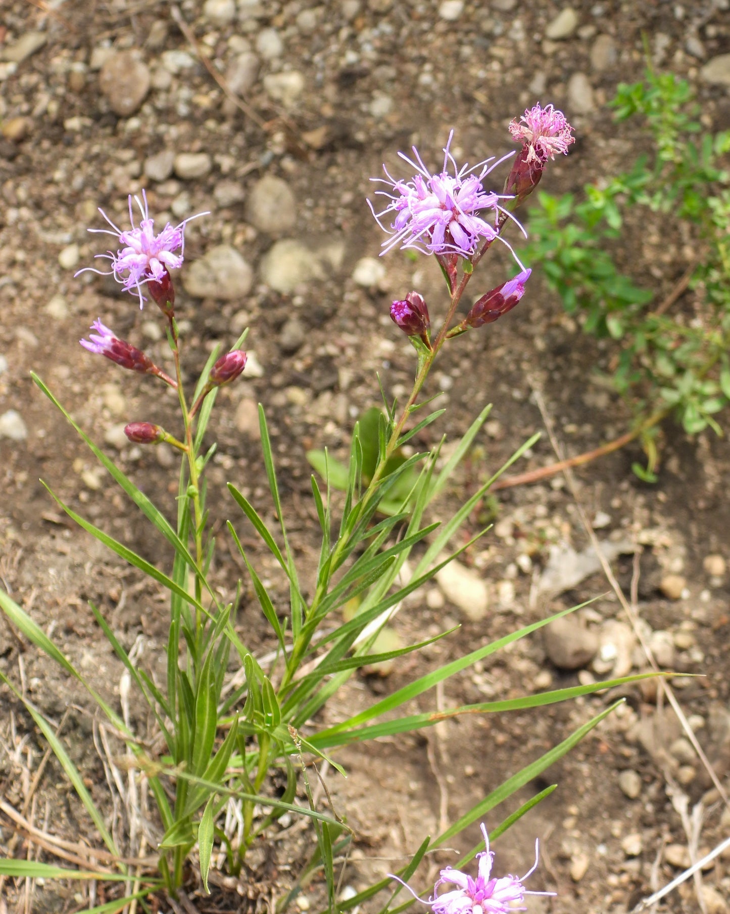 Liatris cylindracea (dwarf blazing star)