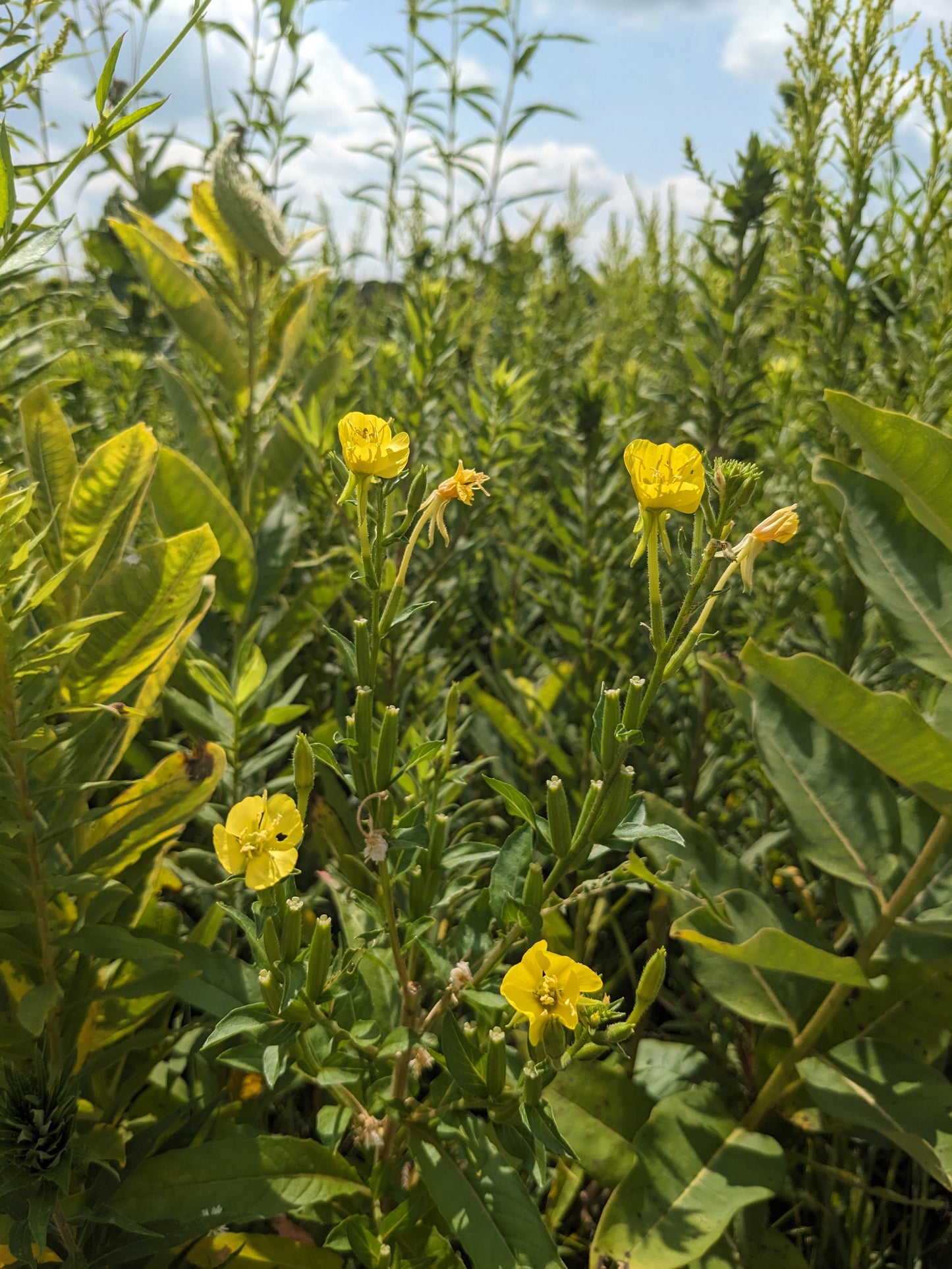 Oenothera biennis (common evening primrose)