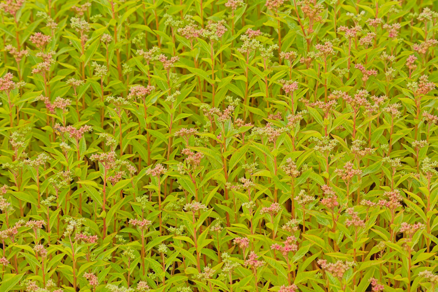 Penthorum sedoides (ditch stonecrop)