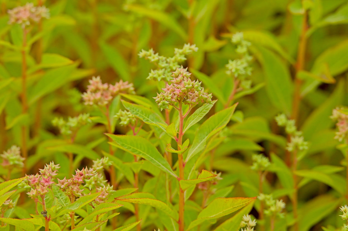 Penthorum sedoides (ditch stonecrop)