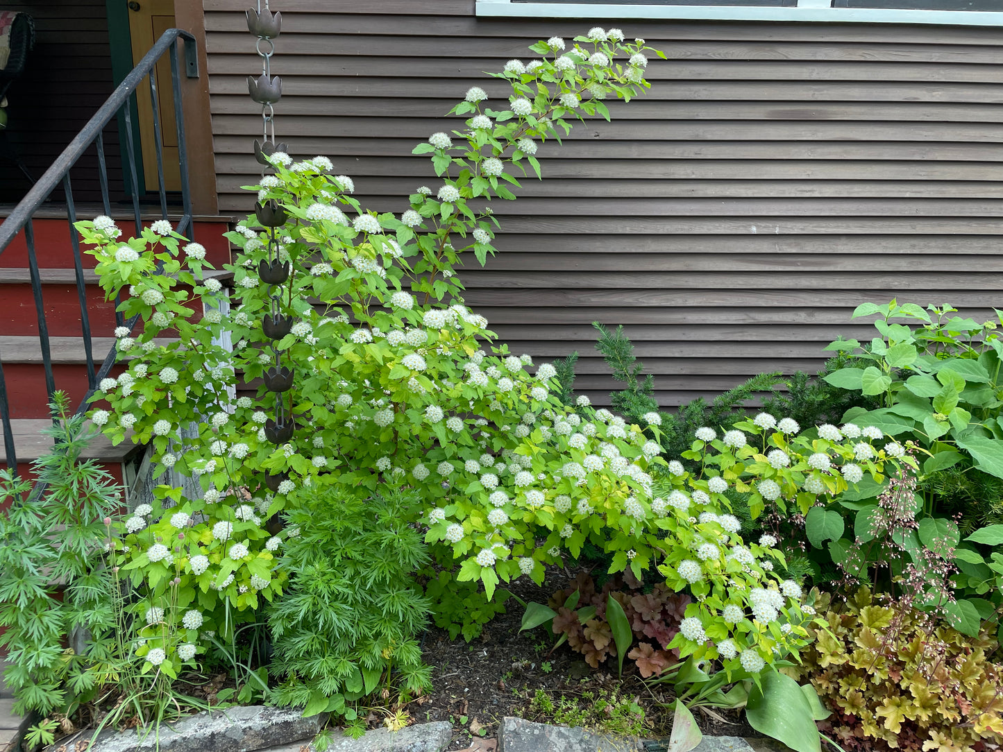 Physocarpus opulifolius (common ninebark)