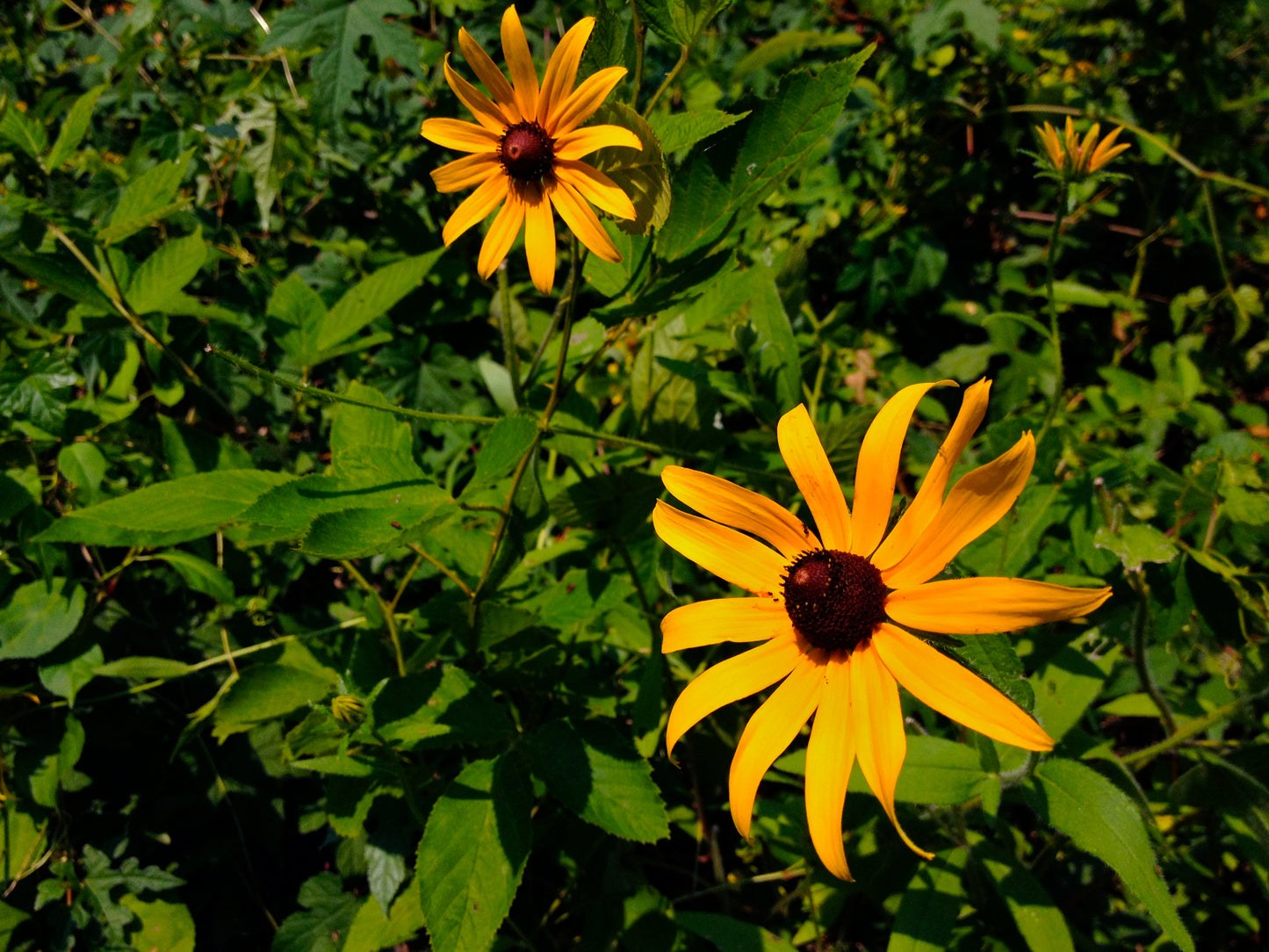Rudbeckia fulgida (orange coneflower)