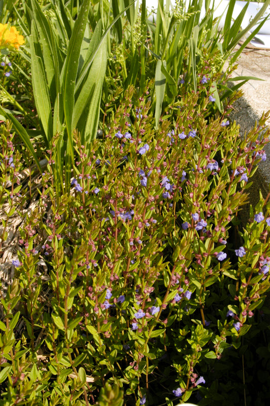 Scutellaria leonardii (small skullcap)