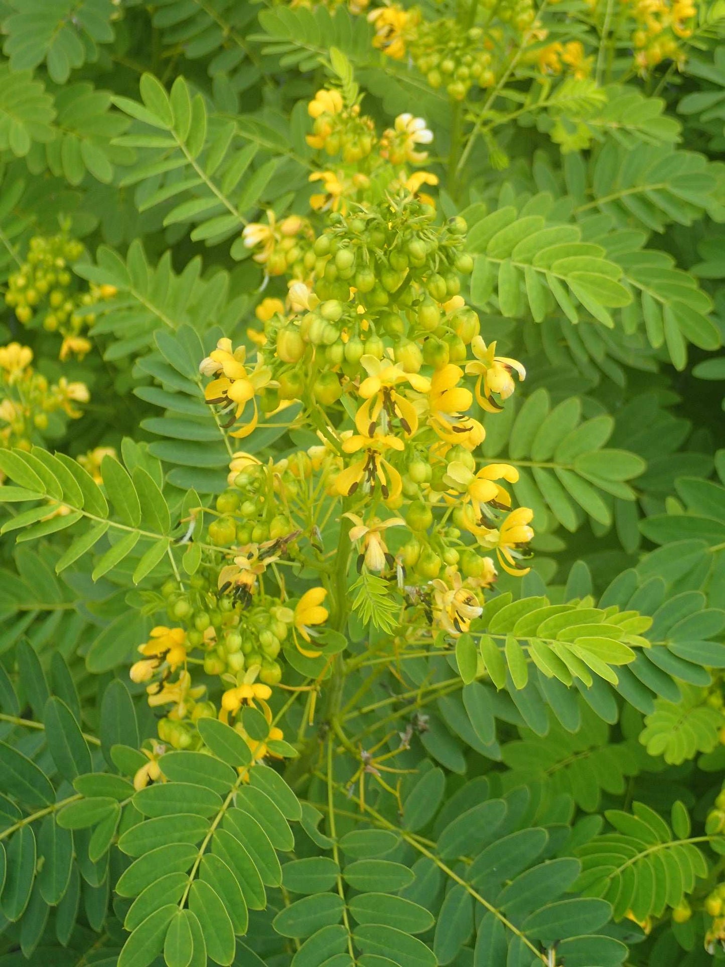 Senna hebecarpa (wild senna)