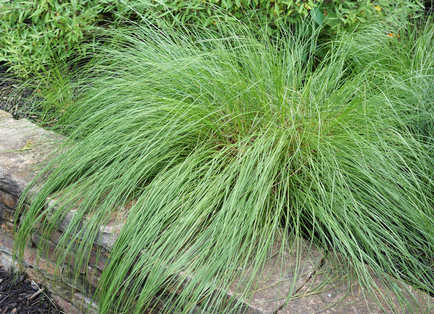 Sporobolus heterolepis (prairie dropseed)