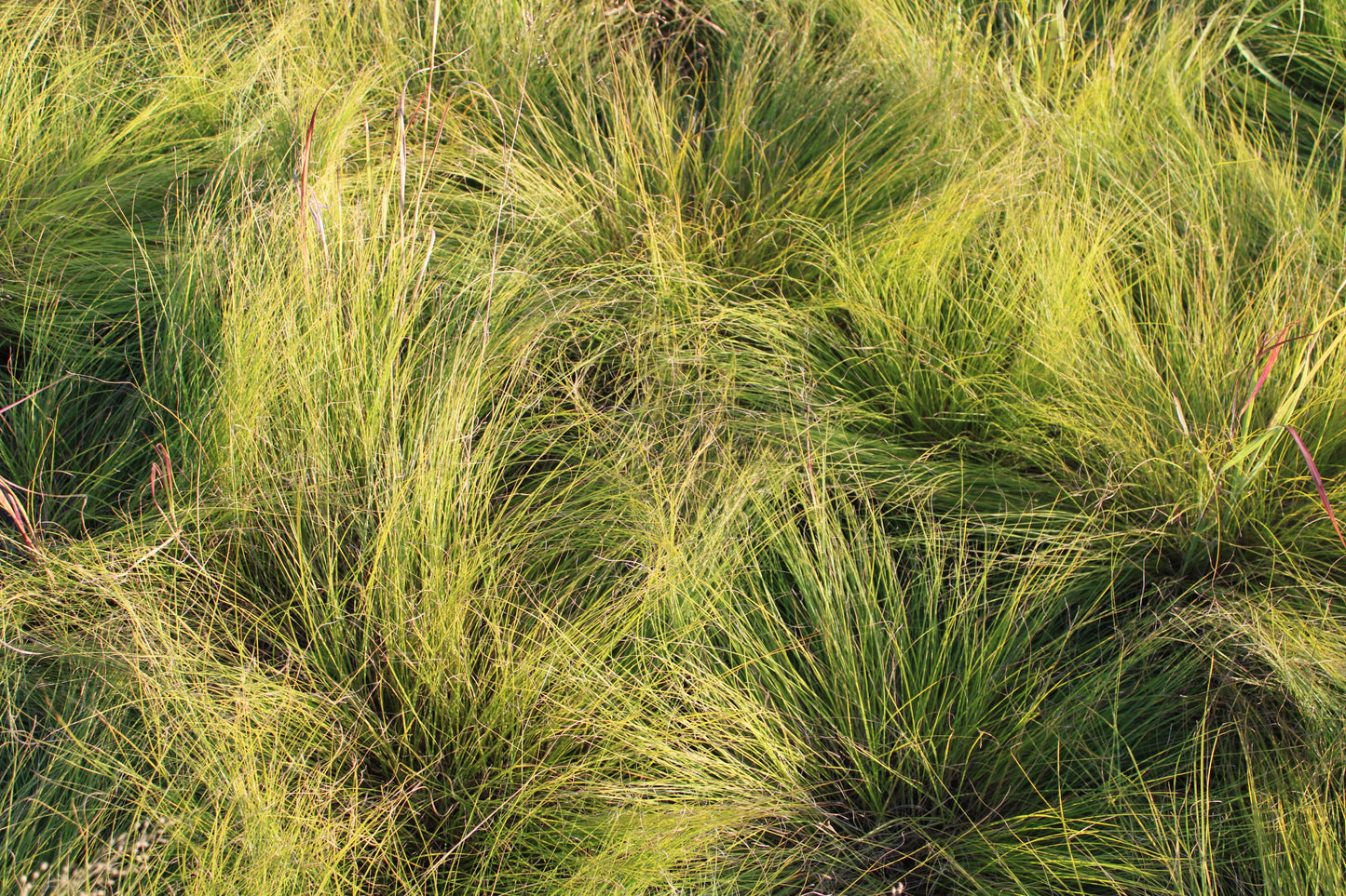 Sporobolus heterolepis (prairie dropseed)