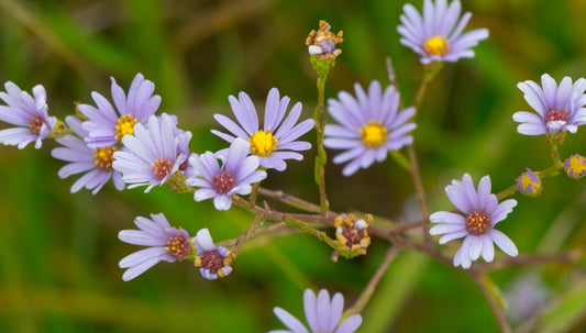 Symphyotrichum oolentangiense (sky blue aster)