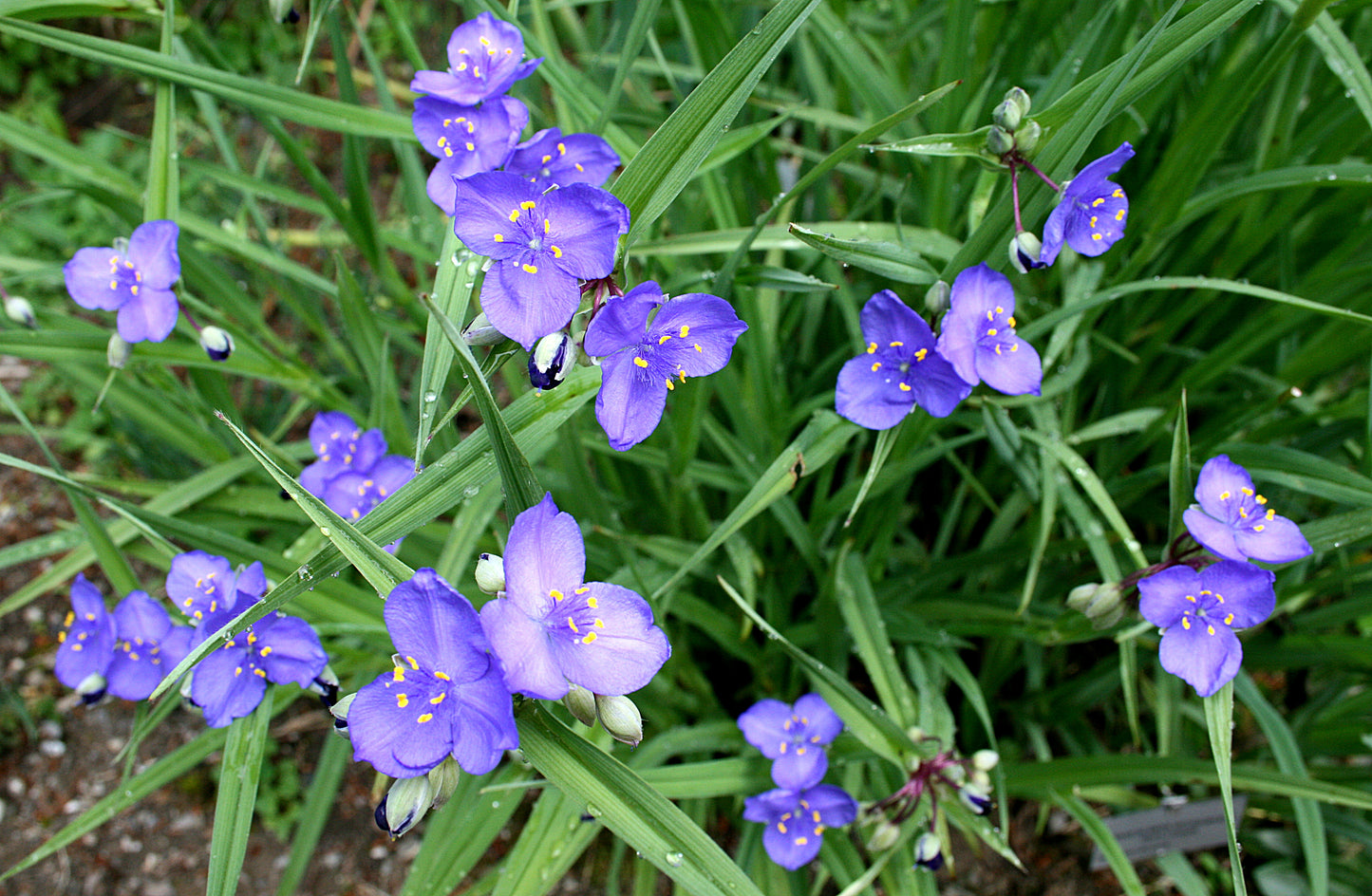 Tradescantia occidentalis (Western spiderwort)