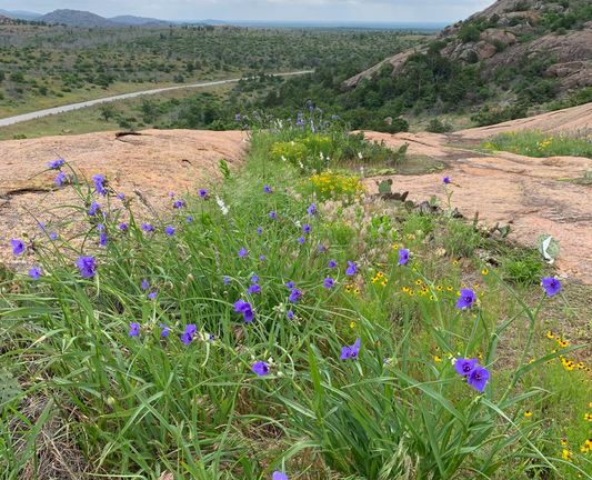 Tradescantia occidentalis (Western spiderwort)