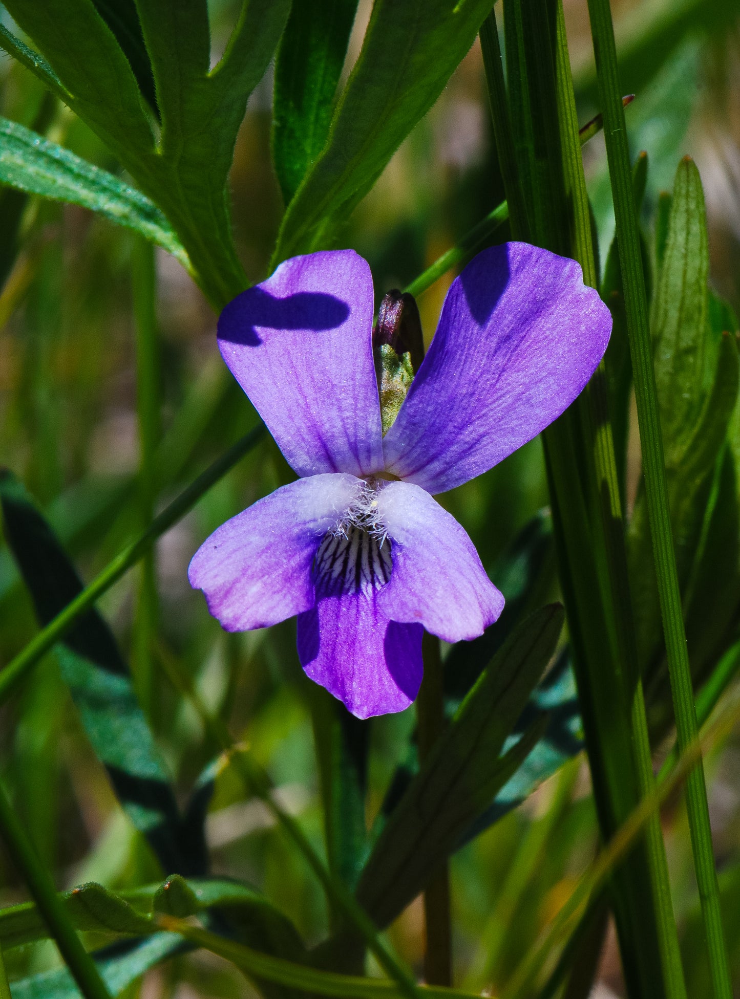 Viola pedatifida (prairie violet)