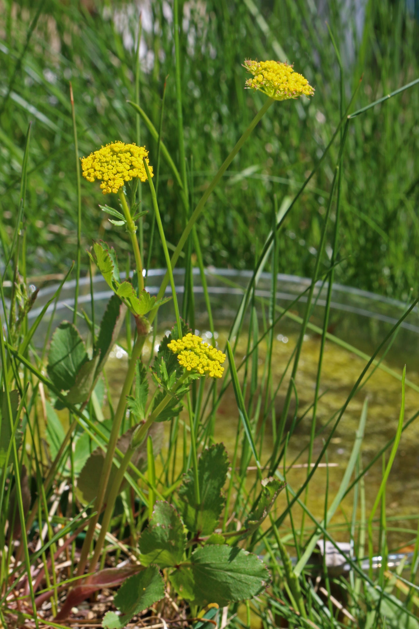 Zizia aptera (heart-leaf golden Alexanders)