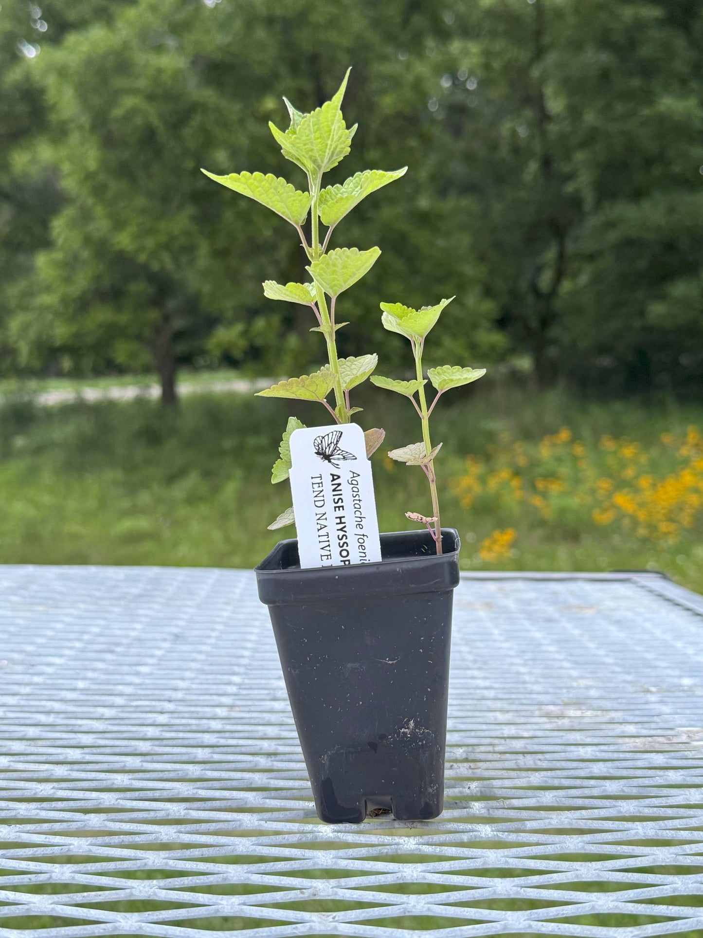 Agastache foeniculum (anise hyssop)