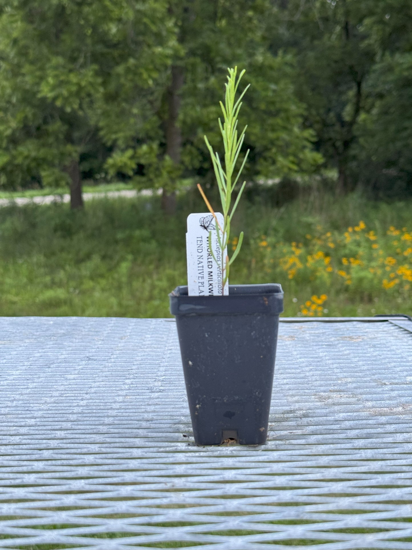 Asclepias verticillata (whorled milkweed)