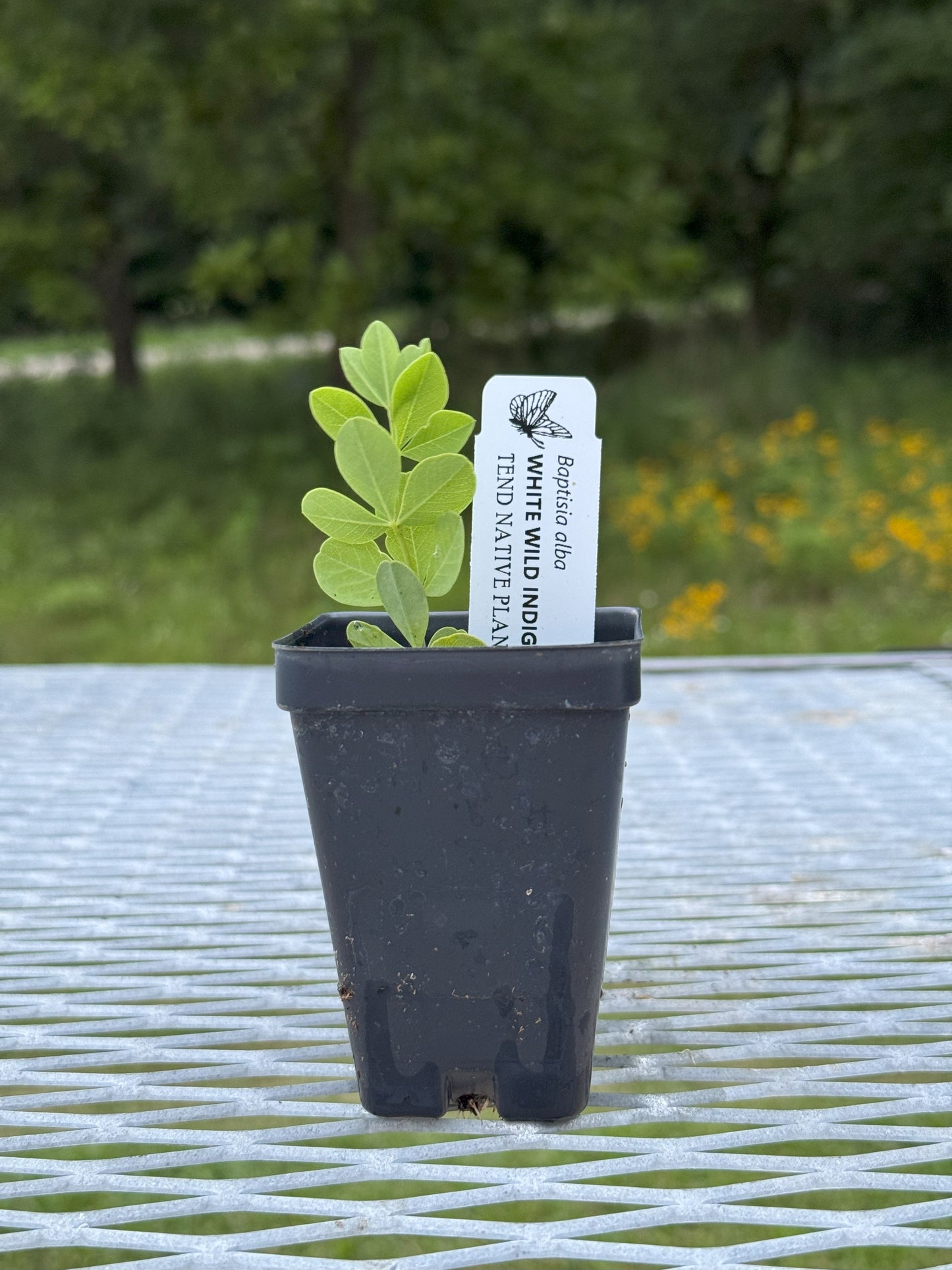 Baptisia alba (white wild indigo)