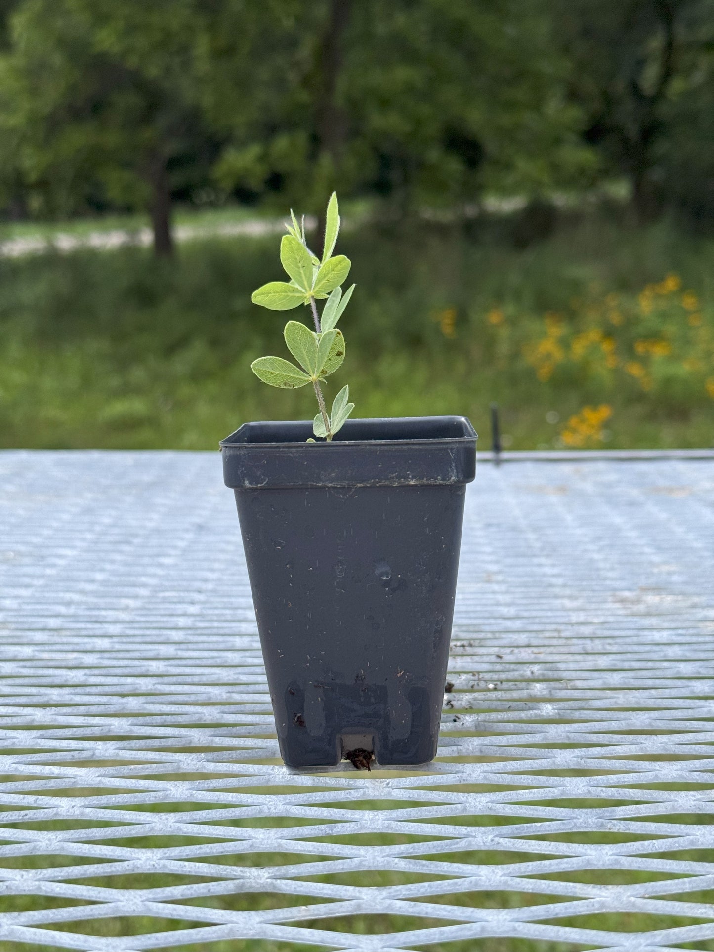 Baptisia bracteata (cream wild indigo)