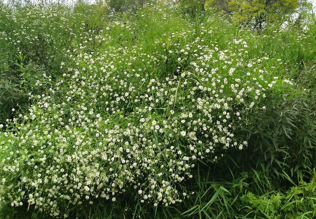 Boltonia asteroides (false aster)