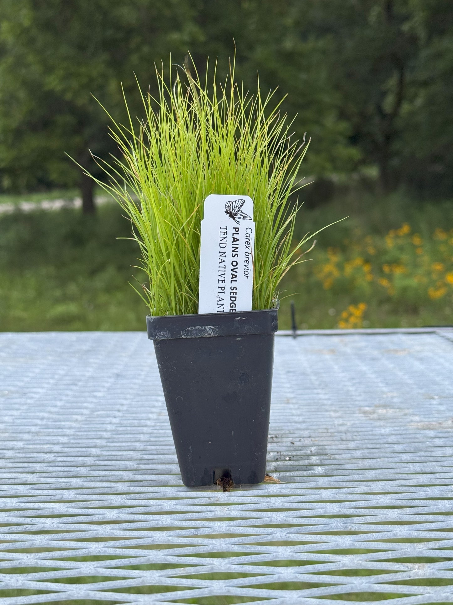 Carex brevior (plains oval sedge)